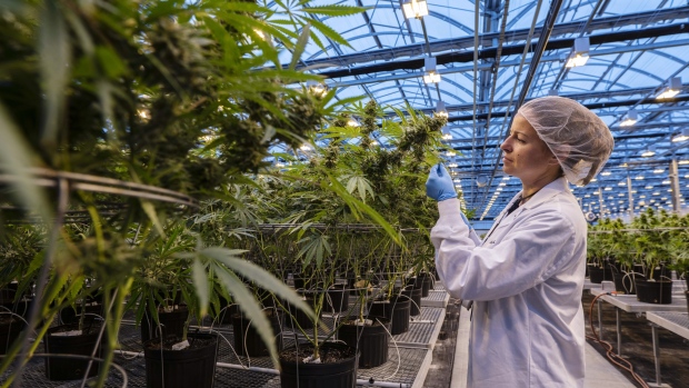 A worker inspects cannabis plants growing in a greenhouse at the Hexo Corp. facility in Gatineau, Quebec, Canada, on Thursday, Oct. 11, 2018. Canada's drive to legalize marijuana kicks off early Wednesday with store openings on the Atlantic Coast, giving the country a massive head start in developing a global pot market that some analysts peg at $150 billion. 