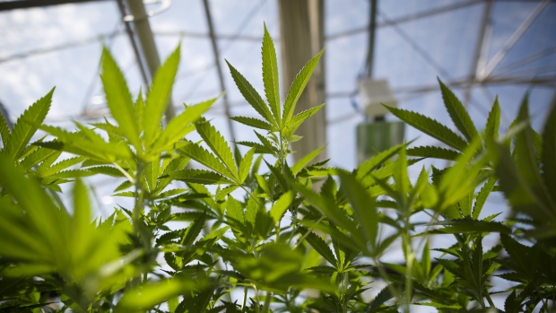 Cannabis plants grow in a greenhouse at the CannTrust Holdings Inc. Niagara Perpetual Harvest facility in Pelham, Ontario, Canada, on Wednesday, July 11, 2018. Canadian pot stocks have had a wild ride in the past year with the BI Canada Cannabis Competitive Peers Index surging about 250 percent from October to December as the road to legalization became clearer in Canada, before dropping by about 36 percent this year. 