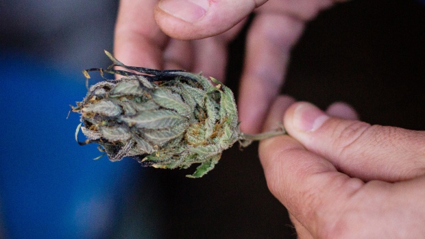 A grower inspects a cured cannabis bud at a craft grow operation outside of Nelson, British Columbia