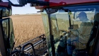 Matt Wiggeim, assistant farm manager, operates a Case 7010 combine harvester as he harvests soybeans near Princeton, Illinois, U.S., on Thursday, Sept. 30, 2010. 