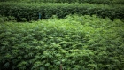 Hemp plants are grown for medical research purposes at the Royal Agricultural Station Pang Da in Samoeng, Chiang Mai province, Thailand, on Friday, July 6, 2018. Thailand, known for its tough policies against drug trafficking, is taking a page from Canada and other countries and is seeking to lead the way in Asia in legalizing medical marijuana. Photograph: Taylor Weidman/Bloomberg Photographer: Taylor Weidman/Bloomberg