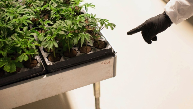 Cuttings from mother plants germinate in a grow room at the Tweed Inc. facility in Smith Falls, Ontario, Canada, on Nov. 11, 2015. Construction and marijuana companies are poised to benefit from the Liberal Party\'s decisive win in Canada\'s election, with leader Justin Trudeau vowing to fund infrastructure spending with deficits and legalize cannabis. 