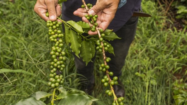 A worker holds a branch with arabica coffee cherries at a plantation in Brazil