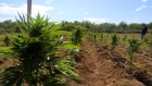 Jamaica, Cannabis Plants, Aphria