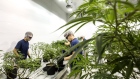 Employees work in the Mother Room at the Canopy Growth Corp. facility in Smith Falls, Canada, on Dec. 19, 2017. 