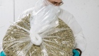 A worker holds a bag of marijuana buds at a cannabis production facility in Fenwick, Ontario, Canada. 