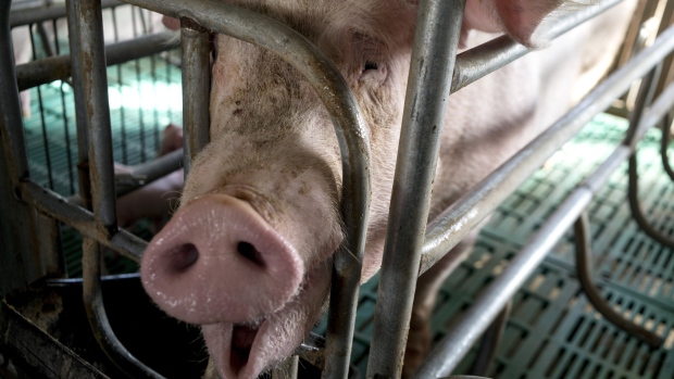 A pig stands in a pen at a farm in Tianjin, China, on Friday, Feb. 2, 2018. China is the biggest buyer of American soybeans, picking up about a third of the entire U.S. crop, which it uses largely to feed 400 million or so pigs. 