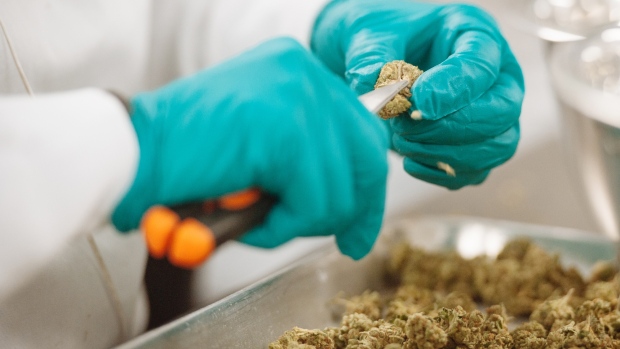 A post-harvest tech manicures finished buds at the CannTrust Holdings Inc. cannabis production facility in Fenwick, Ontario, Canada. 