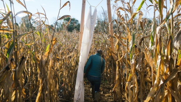 A guest walks through the Haunted Corn Maze at Rustic Valley Orchard