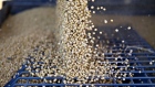 Soybeans are unloaded from a truck in Illinois,