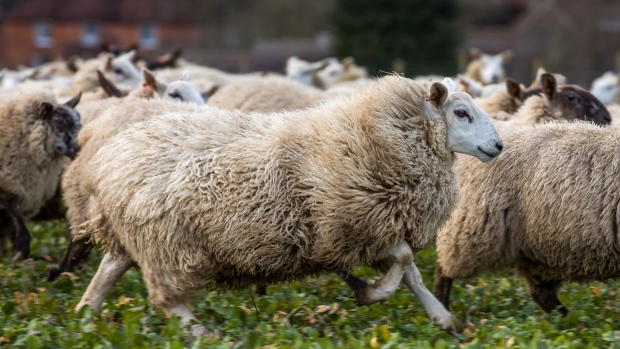 Sheep graze in a field on Alan Hutton's farm near Basingstoke, U.K., on Monday, Feb. 11, 2019. The U.K. is the world's third-largest lamb exporter and farmers will have a lot to sell if there's no European trade deal. 