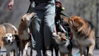 A dog walker strolls with a pack of dogs during a warm day along the Hudson River.