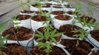 Cannabis plants grow at the Khiron Life Sciences Corp. greenhouse in the town of Doima, Tolima department, Colombia, on Thursday, Jan. 24, 2019. Former Mexican president turned drug-legalization activist, Vicente Fox, sees a paradigm shift in Latin America as governments authorize marijuana use, embracing a drug that was once shunned. Now, as markets open in a region of more than 640 million people, Fox wants the Canadian company Khiron Life Sciences Corp. he represents to supply the weed. 