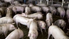 Hogs nearing market weight stand in pens at the Paustian Enterprises farm in Walcott, Iowa, U.S., on Tuesday, April 17, 2018. China last week announced $50 billion worth of tariffs on American products including soybeans and pork in retaliation for President Trump's plan to impose duties on 1,333 Chinese products. 