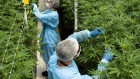 Workers trim cannabis plants inside a Fotmer SA greenhouse in Nueva Helvecia, Uruguay. 