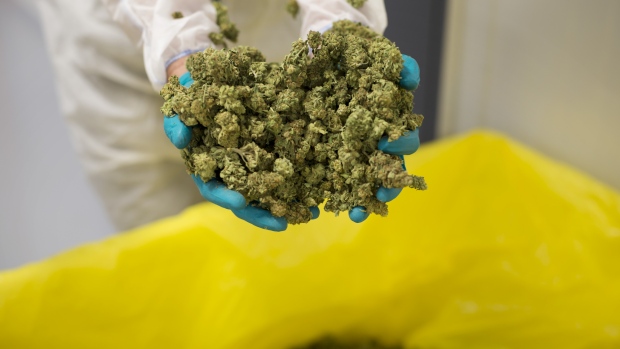 An employee displays cannabis buds for a photograph at the CannTrust Holdings Inc. Niagara Perpetual Harvest facility in Pelham, Ontario, Canada, on Wednesday, July 11, 2018. 