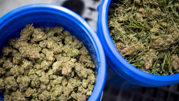 Harvested and dried cannabis flowers are pictured at Blissco Cannabis Corp. in Langley, B.C. Tuesday