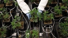 An employee arranges potted cannabis mother plants inside the greenhouse facility. 