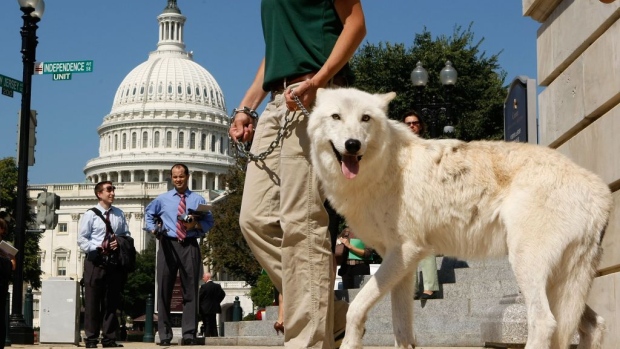 WASHINGTON - SEPTEMBER 25: Five-year-old Arctic Gray Wolf Atka leaves with Maggie Howell, Managing Director of Wolf Conservation Center, after a news conference to introduce the "Protect America's Wildlife (PAW) Act" on Capitol Hill September 25, 2007 in Washington, DC. The bill was introduced to stop aerial hunting of wolves from aircrafts in Alaska. (Photo by Alex Wong/Getty Images)