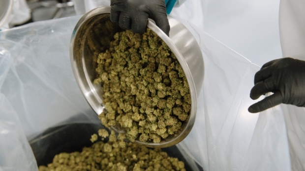 A worker pours a bowl of manicured buds into a bag in Fenwick, Ontario, Canada. 