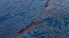 Deepwater Horizon oil spill 