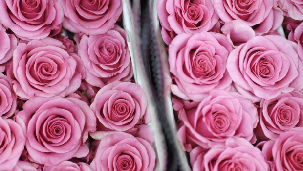 Packages of pink roses sit at the Import Flowers Inc. warehouse ahead of Valentine's Day in Nashville, Tennessee, U.S., on Tuesday, Feb. 12, 2019