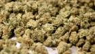 Finished buds sit in a tray at the CannTrust Holdings Inc. cannabis production facility in Fenwick, Ontario, Canada, on Monday, Oct. 15, 2018. Canada, which has allowed medical marijuana for almost two decades, legalizes the drug for recreational use on Oct. 17, joining Uruguay as one of two countries without restrictions on pot and putting the country at the forefront of what could be a $150 billion-plus global market when others follow. 