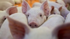 Three-week-old pigs stand in a nursery at the Paustian Enterprises farm in Walcott, Iowa, U.S., on Tuesday, April 17, 2018. China last week announced $50 billion worth of tariffs on American products including soybeans and pork in retaliation for President Trump's plan to impose duties on 1,333 Chinese products. 