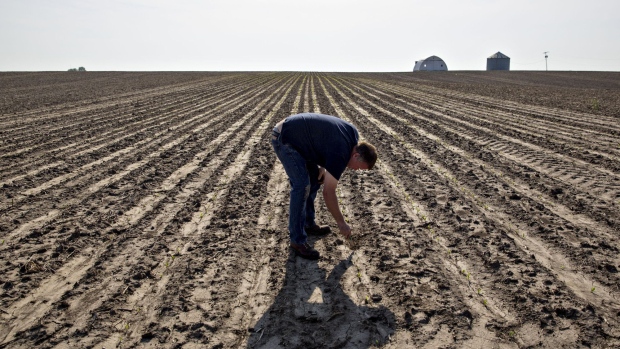 A farmer checks non-GMO corn plants on a field in Malden, Illinois, U.S., on Tuesday, May 16, 2017. 