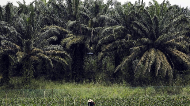 A worker labors in a seedling plot at the Malaysian Palm Oil Board research plantation in Kluang, Johor, Malaysia, on Tuesday, Sept. 18, 2018. The government research center is cloning a new variety of palms bred to be 30 percent smaller than regular oil palms when they mature. Thats a significant advantage for farmers harvesting the red and orange fruit that can grow up to five stories high and may help revolutionize a $19 billion Malaysian export crop. 