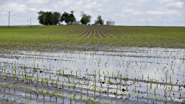 Water floods a cornfield in Malden, Illinois, U.S., on May 29. Photographer: Daniel Acker/Bloomberg