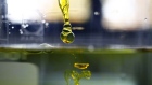 A sample of water-soluble full spectrum cannabidiol (CBD) oil is dropped into water inside the laboratory facility at KannaSwiss GmbH in Koelliken, Switzerland, on Thursday, Oct. 19, 2017. 