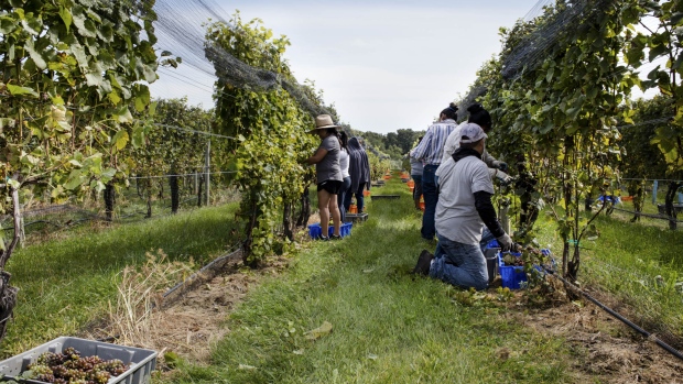 Workers picking grapes at Channing Daughters. Photographer: Eric Medsker/Bloomberg