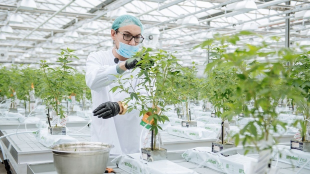 A grow technician manicures a plant in the propagation and mothering room at a marijuana production facility in Fenwick, Ontario, Canada. 