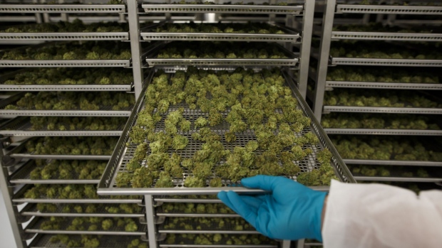 An employee pulls out a tray of drying cannabis buds at the CannTrust Holdings Inc. Niagara Perpetual Harvest facility in Pelham, Ontario, Canada, on Wednesday, July 11, 2018. 
