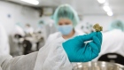 A post-harvest tech holds up a finished bud at the CannTrust Holdings Inc. cannabis production facility in Fenwick, Ontario, Canada, on Monday, Oct. 15, 2018. Canada, which has allowed medical marijuana for almost two decades, legalizes the drug for recreational use on Oct. 17, joining Uruguay as one of two countries without restrictions on pot and putting the country at the forefront of what could be a $150 billion-plus global market when others follow. 