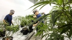 Employees work in the Mother Room at the Canopy Growth Corp. facility in Smith Falls, Ontario