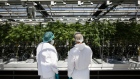 Employees inspect cannabis plants at the CannTrust Holdings Inc. Niagara Perpetual Harvest facility in Pelham, Ontario, Canada, on Wednesday, July 11, 2018. 