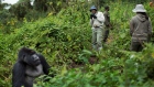 Rwanda, Gorillas