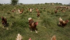Chickens walk around outside a barn at a certified organic farm in Sheffield, Illinois. 