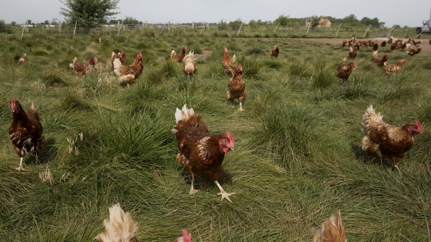 Chickens walk around outside a barn at a certified organic farm in Sheffield, Illinois. 