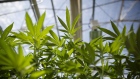 Cannabis plants grow in a greenhouse at the CannTrust Holdings Inc. Niagara Perpetual Harvest facility in Pelham, Ontario, Canada, on Wednesday, July 11, 2018. 