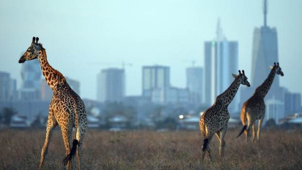 NAIROBI, KENYA - MARCH 13: Giraffe are seen by the city skyline prior to the start of the Magical Kenya Open presented by Absa at the Karen Golf Club on March 13, 2019 in Nairobi, Kenya. (Photo by Stuart Franklin/Getty Images) 