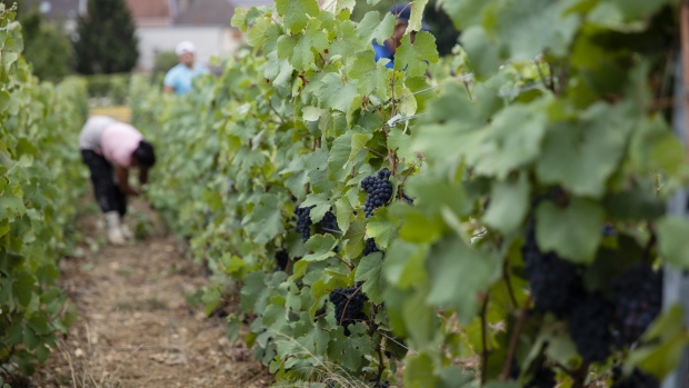 Workers pick Pinot Meunier grapes during the harvest on the Taittinger SA vineyard at Chateau de la Marquetterie in Pierry, France, on Aug. 30, 2018. Taittinger, a family-owned Champagne producer founded in the aftermath of the First World War, has been riding a wave of export-led growth and taking advantage of an opportunity to expand the range of its wine production in California’s Napa Valley and in Kent, southeast of London. 