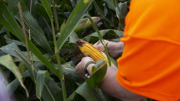 An agriculture analyst inspects an ear of corn during a stop on the Midwest Crop Tour near Milford, Illinois, U.S., on Tuesday, Aug. 21, 2018. Sodden corn and soy fields found Tuesday on an annual U.S. crop survey confirmed the evidence of good growing conditions in Midwest farms -- and that the 2018 harvest is living up to government expectations. 
