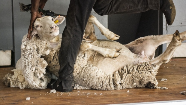 A sheep is sheared during a demonstration in Bothaville, South Africa. 
