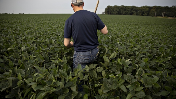 A crop scout enters a soybean field at a stop during the Pro Farmer Midwest Crop Tour in Sheldon, Illinois, U.S., on Tuesday, Aug. 20, 2019. Inconsistency is the one constant coming out of a major U.S. crop tour that kicked off on Monday as scouts get to see first hand the impact of wild weather on Midwestern corn and soybean fields. 