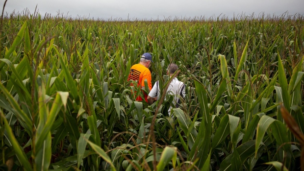 Participants enter a corn field during a stop on the Midwest Crop Tour in Elizaville, Indiana. 