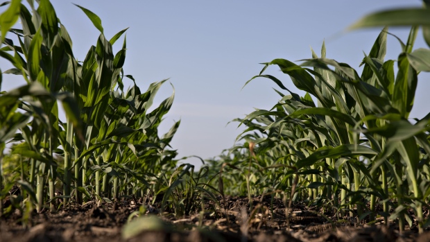 Corn plants grow at a farm near Buda, Illinois, U.S., on Tuesday, July 2, 2019. The USDA's World Agricultural Supply and Demand Estimates (WASDE) report is scheduled for release on July 11. 