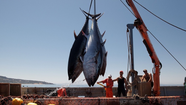 Fishermen lift bluefin tuna from the water near the Barbate coast, in Cadiz province, Spain. 